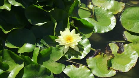 Lotus-blooming-in-the-pond-is-surrounded-by-leaves