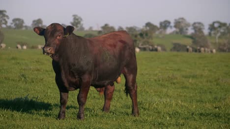 Vaca-Macho-Sin-Cuernos-En-Amplias-Tierras-De-Pasto-Del-Campo-Australiano