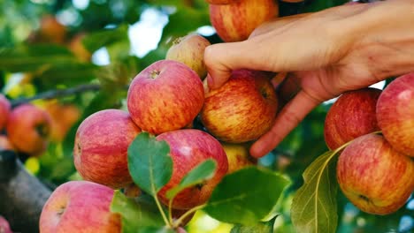 woman-hand-picking-apple-from-apple-tree