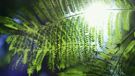 close-up-of-fern-leaf-,-Nature-background-in-sunlight