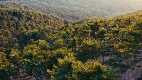 Aerial-view-of-the-red-pine-forest-at-sunset