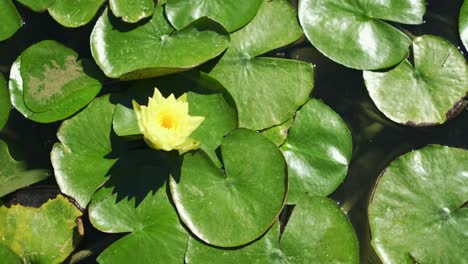 Lotus,-Der-Im-Teich-Blüht,-Ist-Von-Blättern-Umgeben