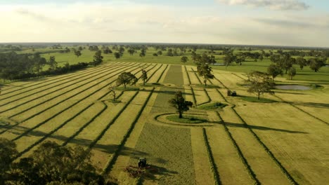 Green-Silage-harvesting-by-machinery-in-parallel-longitudinal-lines,-Australian-countryside