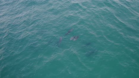 Group-Of-Bottlenose-Dolphins-On-The-Surface-Of-The-Turquoise-Ocean---aerial-top-down