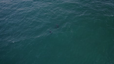 Delfines-Nariz-De-Botella-Nadando-Bajo-El-Sereno-Mar-De-Tasmania-Cerca-De-Fingal-Head,-Nueva-Gales-Del-Sur,-Australia