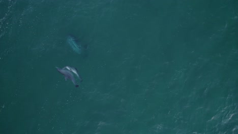 Top-View-Of-Bottlenose-Dolphins-Swimming-In-The-Blue-Sea-In-Australia---aerial-drone-shot
