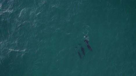A-Pod-Of-Bottlenose-Dolphins-Swim-In-The-Tasman-Sea---aerial-top-down
