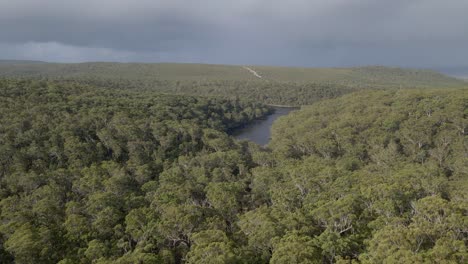 Verdant-Forest-At-Blue-Lake-National-Park-In-North-Stradbroke-Island,-QLD,-Australia