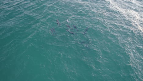 Group-Of-Bottlenose-Dolphins-Swimming-In-The-Tasman-Sea---aerial-drone-shot