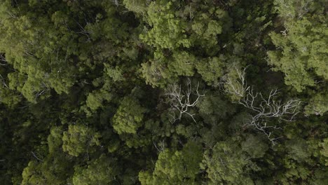 Overhead-Shot-Of-Trees-With-Lush-Foliage-At-Blue-Lake-National-Park-In-North-Stradbroke-Island,-QLD,-Australia