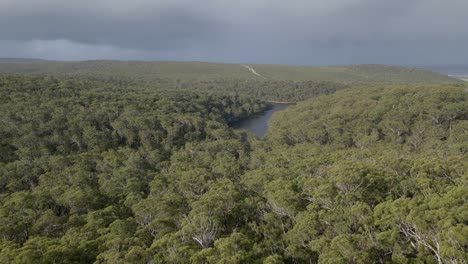 Blue-Lake-National-Park-Forest-With-Green-Trees-At-Daytime---Protected-Area-In-North-Stradbroke-Island,-QLD,-Australia