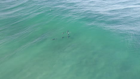 Manada-De-Delfines-Nariz-De-Botella-Nadando-En-El-Mar-Turquesa---Toma-Aérea-De-Drones