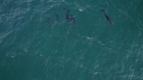 Vista-De-Arriba-Hacia-Abajo-De-Los-Delfines-Nariz-De-Botella-En-El-Mar-De-Tasmania-Durante-El-Día---Disparo-De-Drones