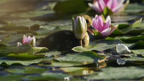 Lotusblumen-Und-Seerosen-Auf-Seewasser-Und-Babyente