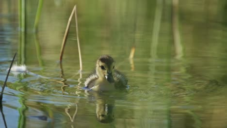 Small-duck-swims-in-the-pond-in-Slow-Motion-Cute-duckling-swim-in-the-lake,-learn-to-get-food