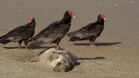 The-image-shows-a-group-of-birds-of-the-red-headed-vulture-species-eating-the-remains-of-a-sea-lion-in-front-of-the-beach-in-a-coastal-area-in-northern-Chile
