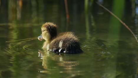 Small-duck-swims-in-the-pond-in-Slow-Motion