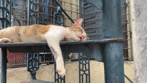 Eine-Straßenkatze,-Die-Auf-Einer-Eisentreppe-Am-Straßenrand-Schläft,-Das-Konzept-Der-Haustiere