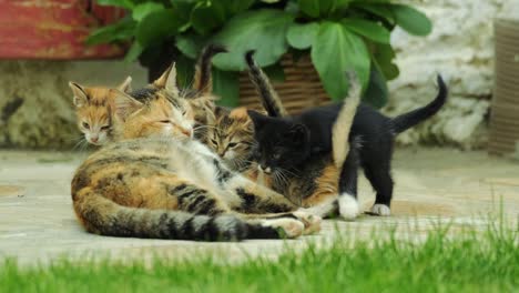 Kittens-Sucking-Milk-From-Mother-,cat-nursing-kittens-in-garden