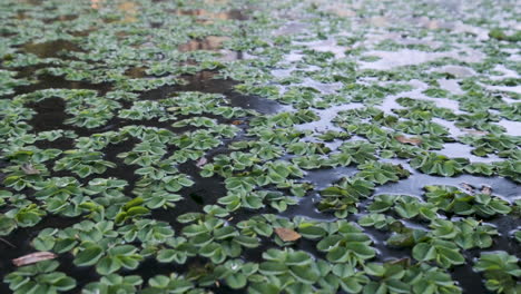 Lettuce-or-Pistia-stratiostes-aquatic-plant-in-water-treatment-tank,-shot-in-zoom-right-to-left-movement