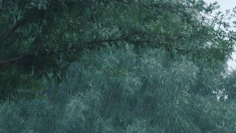 4K-Aufnahmen-Eines-Regensturms,-Der-Die-Bäume-An-Einem-Grauen-Und-Regnerischen-Nachmittag-Zum-Schwanken-Bringt