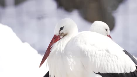Two-European-White-Storks-keeping-warm-in-the-winter-at-the-Lincoln-Park-Zoo