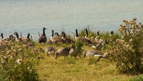 grey-lag-and-Canada-geese-on-the-banks-of-Eyebrook-reservoir-feeding