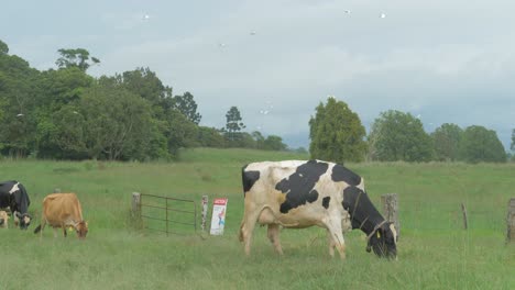 Holsteiner-Friesisches-Rind,-Das-Gras-Auf-Der-Weide-Frisst