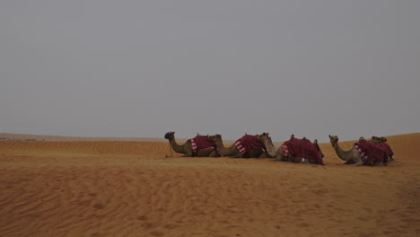 Camels-sitting-in-the-desert-2