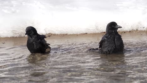Two-Black-Birds-bathing-in-the-water-during-winter-with-snow-behind-them