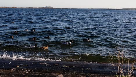 Cheddar-Reservoir,-Somerset-with-ducks-flouting-through-frame