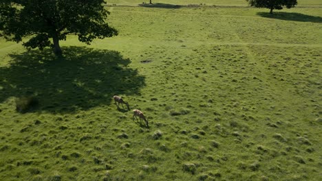 Deers-grazing-in-an-open-space-in-Richmond-Park