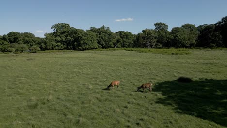 Deers-grazing-in-Park---Drone-Flyby