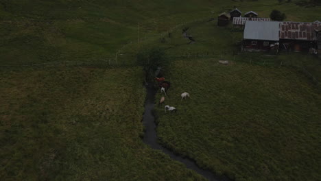 Aerial-shot-of-group-of-horses-grazing-in-the-green-meadows-during-the-morning-time-in-Norway