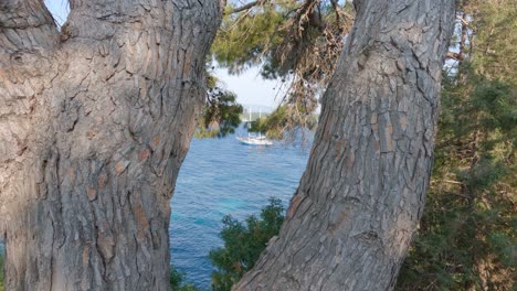 Luxury-Sailboat-anchored-on-Greek-calm-waters-viewed-through-trees-bark,-camera-floating