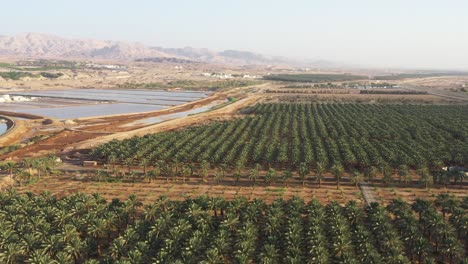 hectares-of-green-date-palms-trees-of-Jordan-river-valley,-aerial-shot