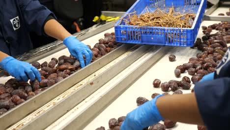 Medjool-Dates-factory-workers-remove-impurities-manually-from-conveyor