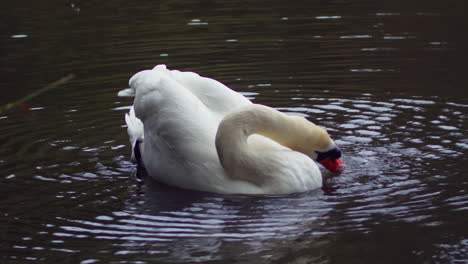 Cisnes-Mudos-Elegantes-Flotantes-En-Un-Estanque-En-El-Parque-Boscawen-En-Truro,-Inglaterra