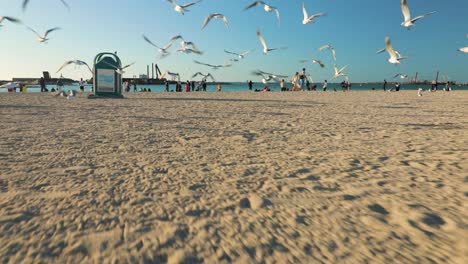Disturbed-Seagulls-Flying-Away-On-The-Beach,-Forward-Moving