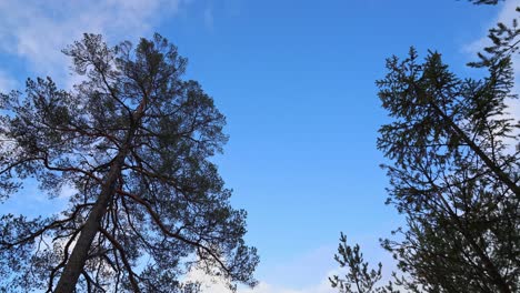 Zeitraffer-Nach-Oben-Unter-Bäumen-Mit-Blick-Auf-Den-Blauen-Himmel,-Wo-Wolken-Vorbeiziehen