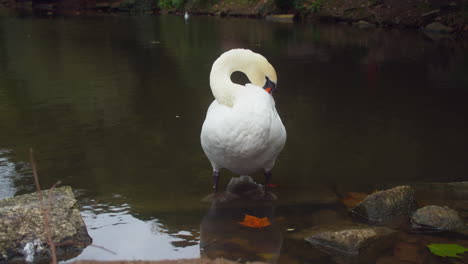 Cisne-Mudo-Parado-En-El-Río-Acicalándose-Sus-Plumas-En-El-Parque-Boscawen,-Truro,-Inglaterra