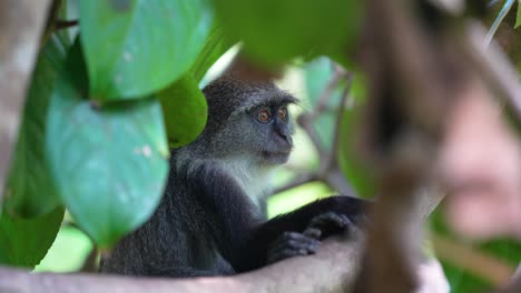 Mono-Azul-Bebé-En-El-Bosque-Jozani-De-La-Isla-De-Zanzíbar-Tanzania,-Plano-Medio