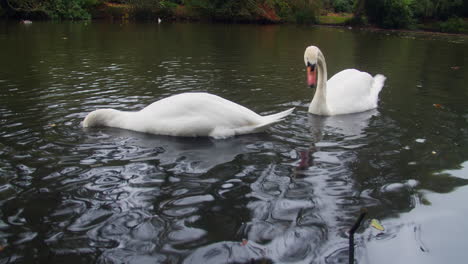 A-Couple-Of-Swan-Are-Diving-In-Pond-Foraging-For-Food