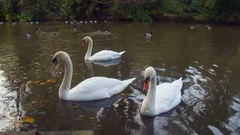 Cisnes-Y-Patos-En-Un-Estanque-Durante-El-Otoño-En-El-Parque-Boscawen-En-Truro,-Inglaterra