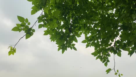Green-vibrant-tree-top-leaves-against-moody-grey-sky,-view-from-bellow