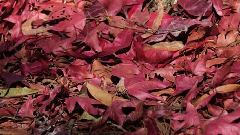 Abgefallene-Blätter-Auf-Dem-Boden,-Während-Sich-Insekten-Und-Schatten-Bewegen,-Rote-Herbstblätter-Auf-Dem-Boden,-Thailand