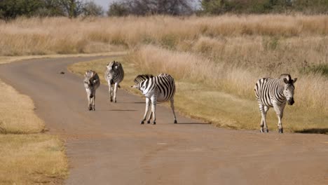 Zebras-In-Südafrika-Laufen-Auf-Einer-Unbefestigten-Straße-In-Extremem-Hitzedunst