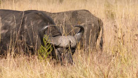 Ein-Kaffernbüffel-Mit-Seinen-Imposanten-Hörnern-Und-Seinem-Statischen-Kopf-Läuft-In-Einem-Wildpark-Durch-Die-Hohen-Gräser-Der-Südafrikanischen-Savanne