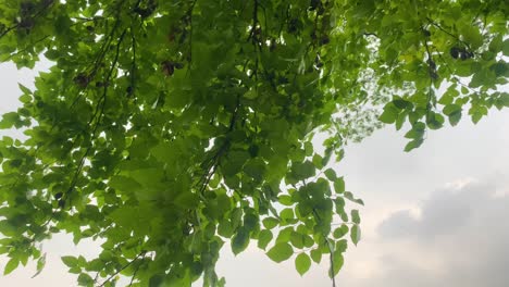 Nahaufnahme-Der-Grünen-Blätter-Des-Baumes-An-Einem-Windigen-Tag