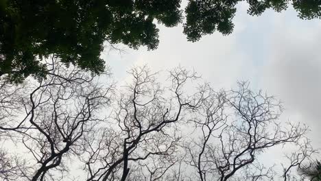 Tree-branches-against-moody-grey-sky,-dizzy-feel-view